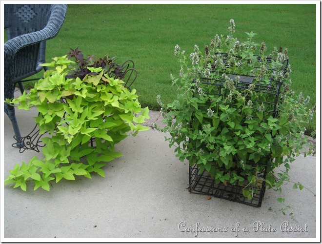 catnip cage