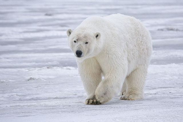 Sow Polar Bear (Ursus maritimus) near Kaktovik, Barter Island, Alaska, 2007. Photo: Alan Wilson