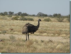 emu