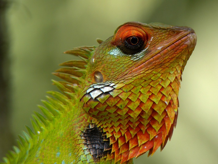[Lizard%2520Ad%255B2%255D.jpg]