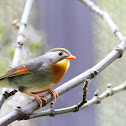 Silver-Eared Mesia
