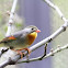Silver-Eared Mesia