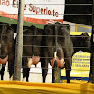 superleite2011_dia1507_213.JPG