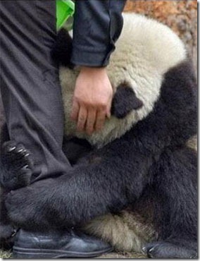 oso panda