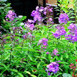 bloemen 2 005.jpg
