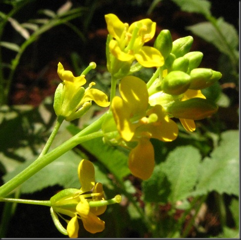 mustard flower (2)