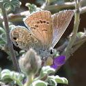 Reakirt's Blue