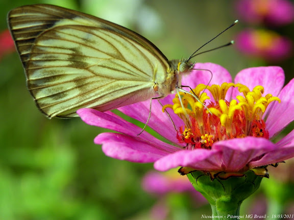 Lépidoptères de Pitangui au Minas Gerais - Ascia monuste orseis (GODART, 1819), femelle. Pitangui (MG, Brésil), 18 mars 2011. Photo : Nicodemos Rosa