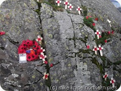 poppies