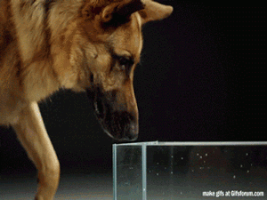10- Como Cachorros bebem água 10- Como Cachorros bebem água