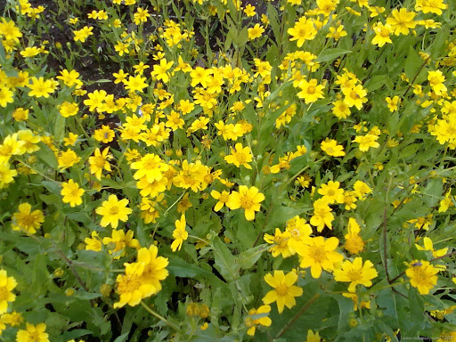 Jai Jui Flower