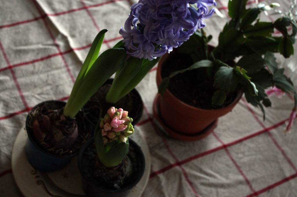 [IMG_0278%255B4%255D.jpg]