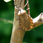 Coreid bug