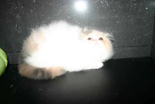 available persian
