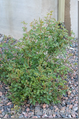 rose bush 024