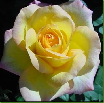 Rose PEACE Rose PEACE