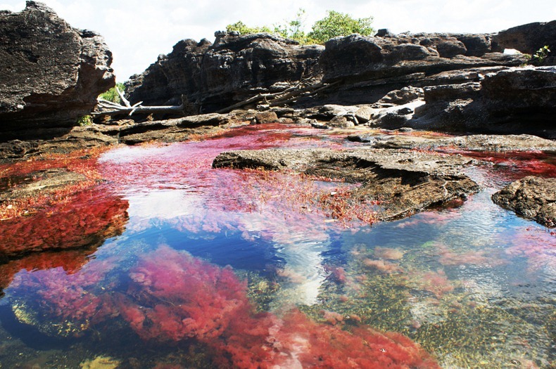 Caño Cristales | Nate's Nature Blog