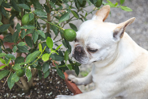 Franny, here are some Key limes growing. Key limes have a unique flavor and aroma and are the key ingredient in Key lime pie. Franny, here are some Key limes growing. Key limes have a unique flavor and aroma and are the key ingredient in Key lime pie.