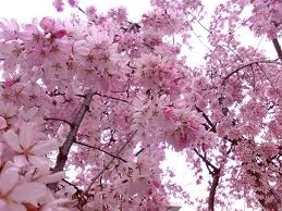 [Cherry%2520Blossom%255B2%255D.jpg]