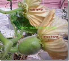 1st_female_pumpkin_flower