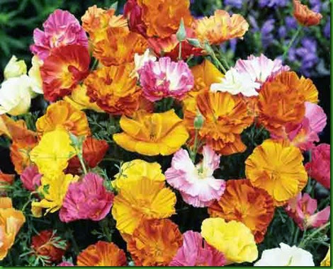 California Poppies semidobradas California Poppies semidobradas