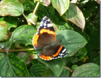 red admiral red admiral