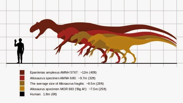 [640px-Allosaurus_size_comparison.svg%255B3%255D.jpg]
