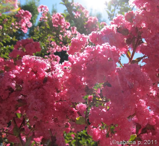 pink flowers