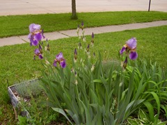 Irises June 2013