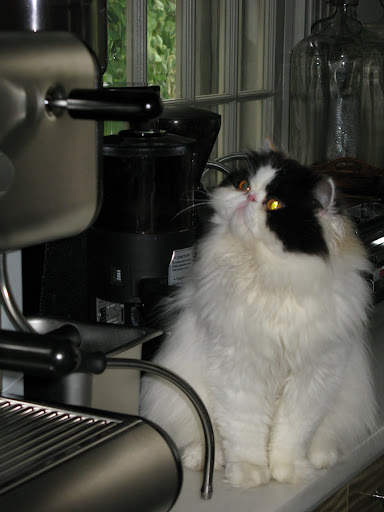 That Tang is sure a strange cat.  Why do you suppose she is staring at Martha's cappuccino machine, Franny?
