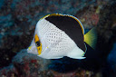 Pebble Butterflyfish