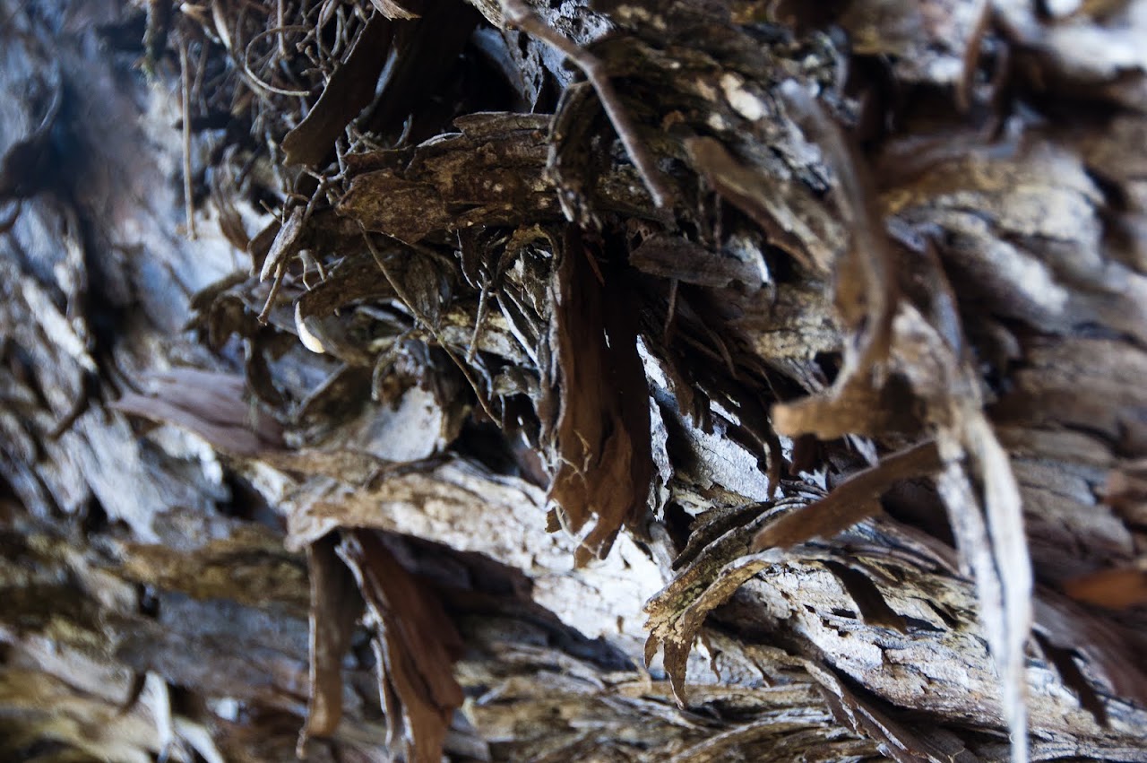 Bark from tree