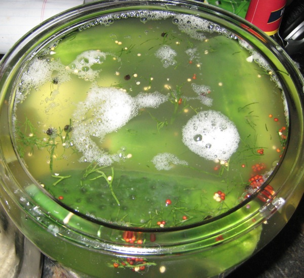 Signs of fermentation, the lactic acid bacteria are at work, carbon dioxide is bubbline out, pic at 36 hours.