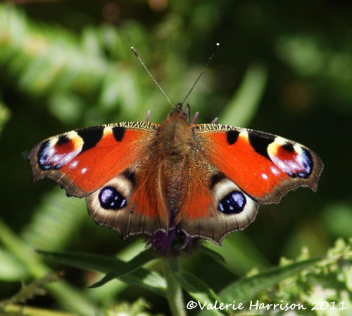 [40-peacock%255B2%255D.jpg]
