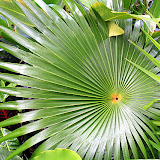 Plants And Flowers At The Great House And Botanic Gardens - St. Thomas, USVI