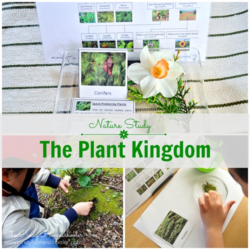 Nature Study: The Plant Kingdom