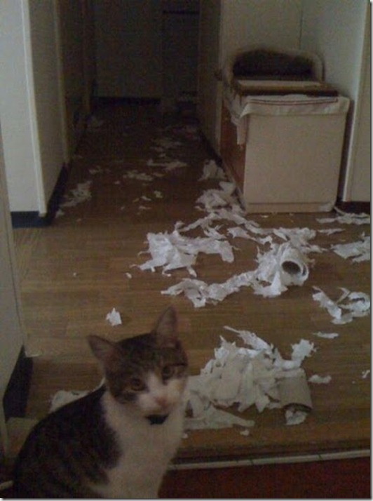 funny-cats-dogs-destroy-house-006