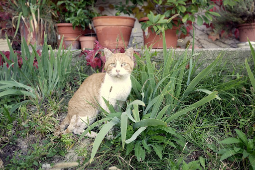 Cascina Fino莊貓與廠房一腳
莊主自然的作風也顯示在當天與貓的互動，與我們談話同時該貓不時的跑去找他撒嬌，還一邊跟我們說明是因為他最近嘴角有點感染～ 該照背景為釀造房一旁，緊接著就是Barbera老藤的田園之間，可看出各式植物自然的生長快像是野生的環境一般，樸實不做作的風格在該廠每個角落都可看得到