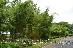 Glória Ishizaka -   Kyoto Botanical Garden 2012 - 94