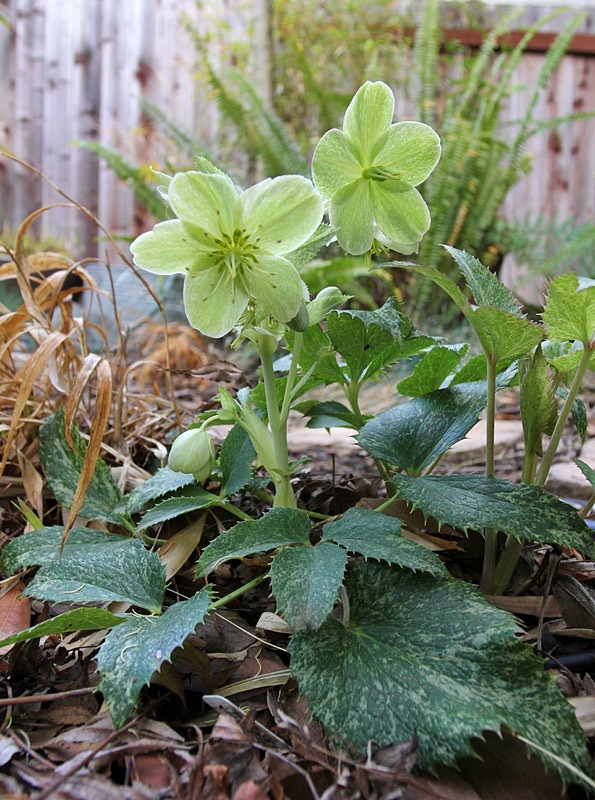 [120311_Helleborus-Helleborus-argutifolius-Janet-Starnes_09%255B2%255D.jpg]