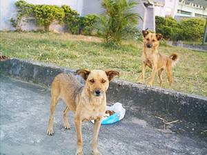[abandonadas%2520para%2520morrer%2520na%2520avenida%255B2%255D.jpg]