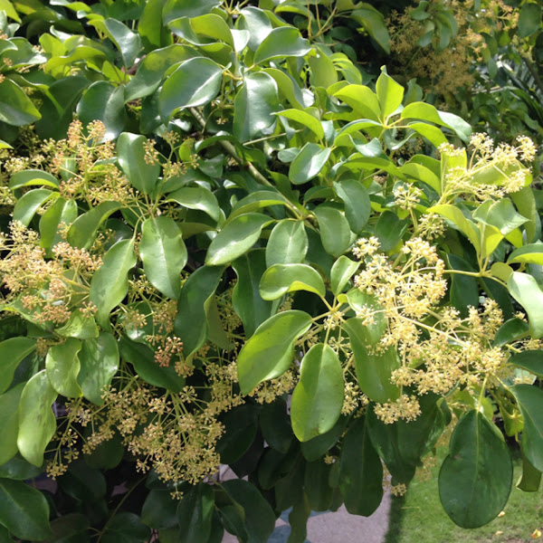 Five Fingers Plant Project Noah