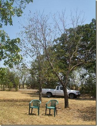 Pecan tree-front- Black walnut 2011