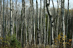 A stand of birch trees in northern Ontario