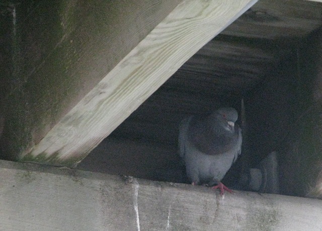 [IMG_1817%255B13%255D.jpg]