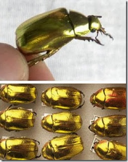 Gold_Animal_1b Gold_Animal_1b