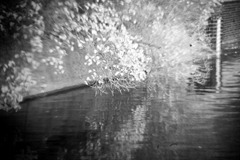 Infrared-Holga-2