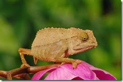 keeping-pygmy-chameleons-as-pets-51a36c58c06af