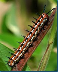 variegated fritillary caterpillar variegated fritillary caterpillar