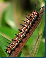 variegated fritillary caterpillar